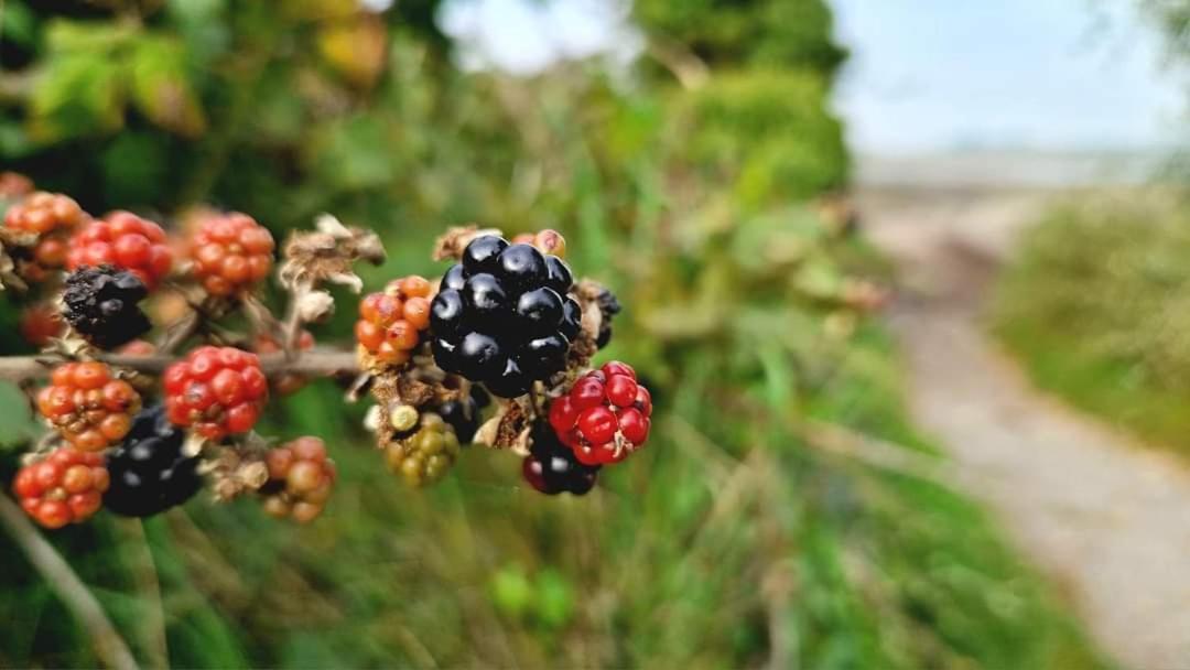 Bramble Cottage, Hidden Gem In Comber Near Belfast * Ballygowan